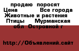 продаю  поросят  › Цена ­ 1 000 - Все города Животные и растения » Птицы   . Мурманская обл.,Островной г.